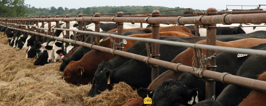 Central Livestock Association