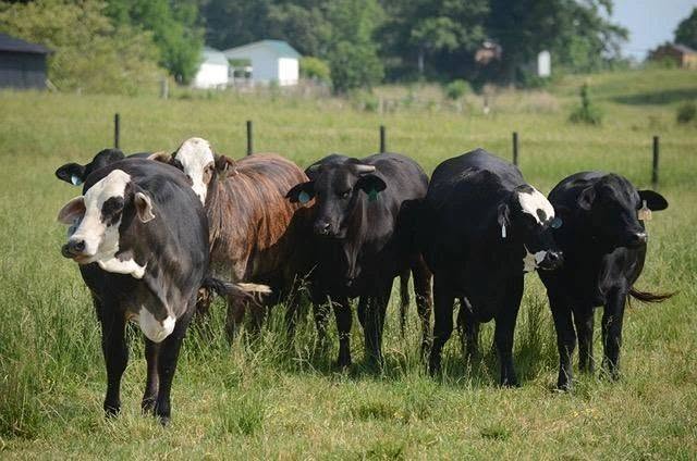 Roanoke Stockyards