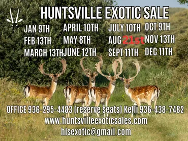 Huntsville Exotic Sales