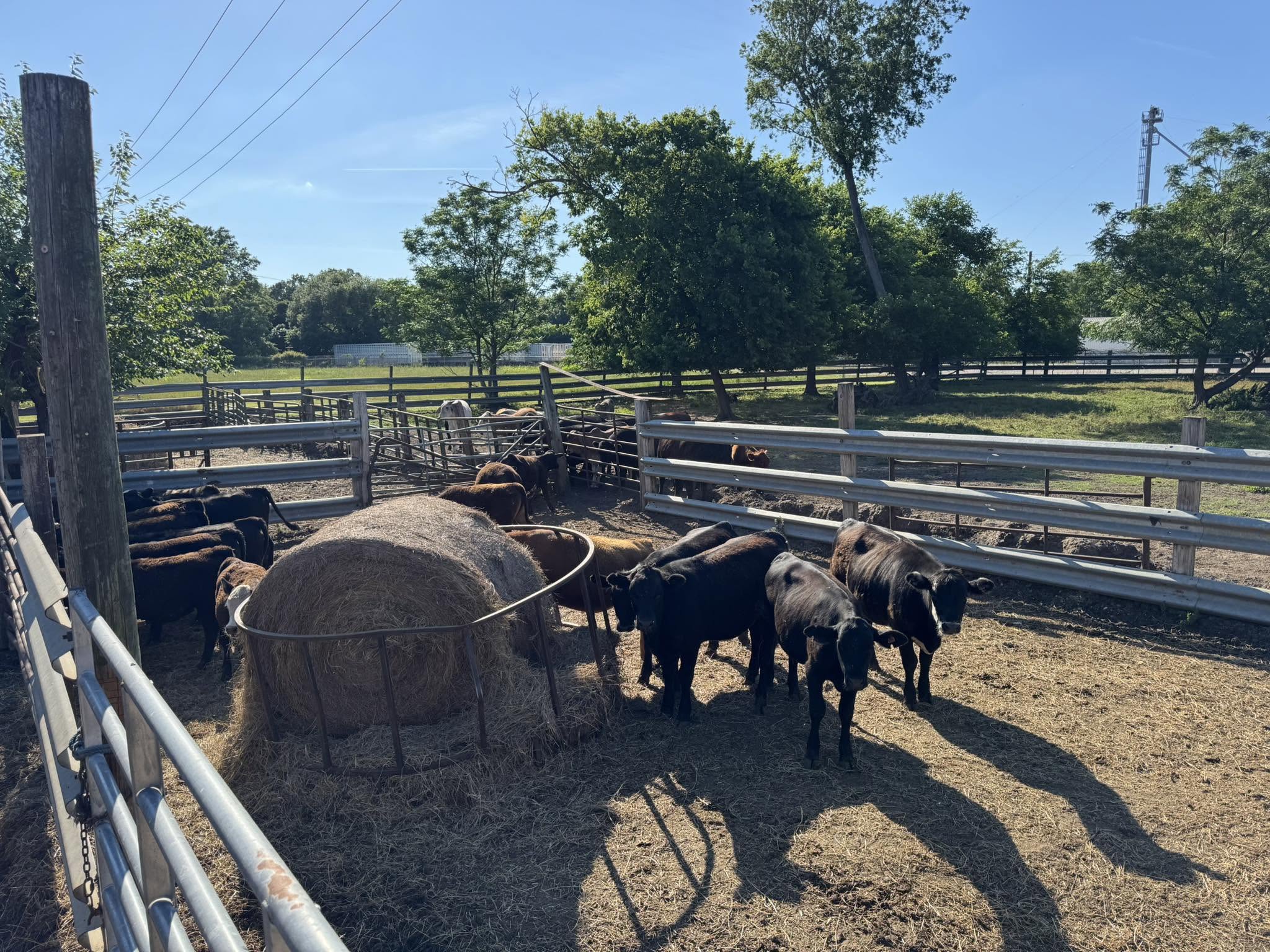 Orangeburg Stockyards, Inc.