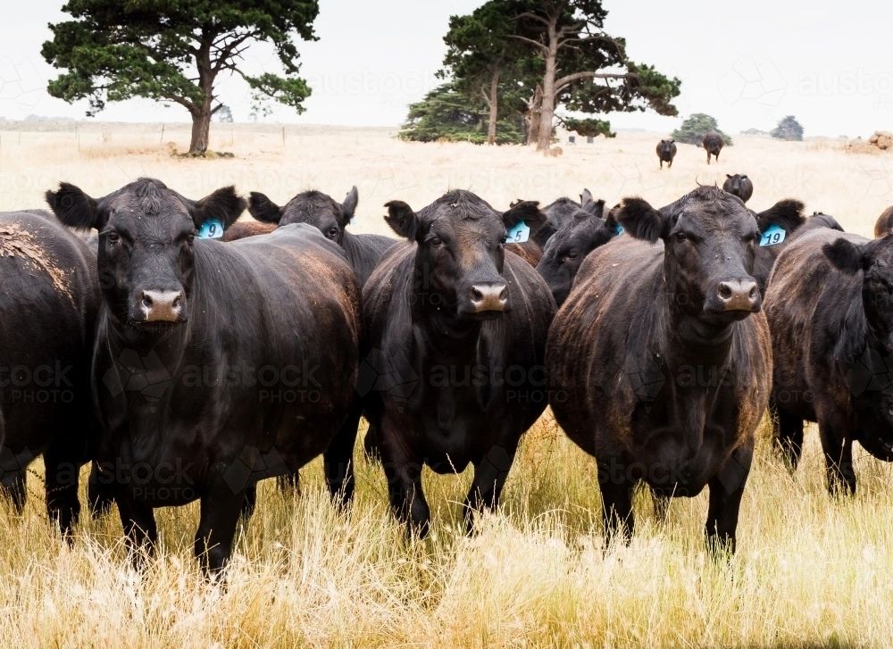 Cleveland County Agriculture & Livestock Exchange