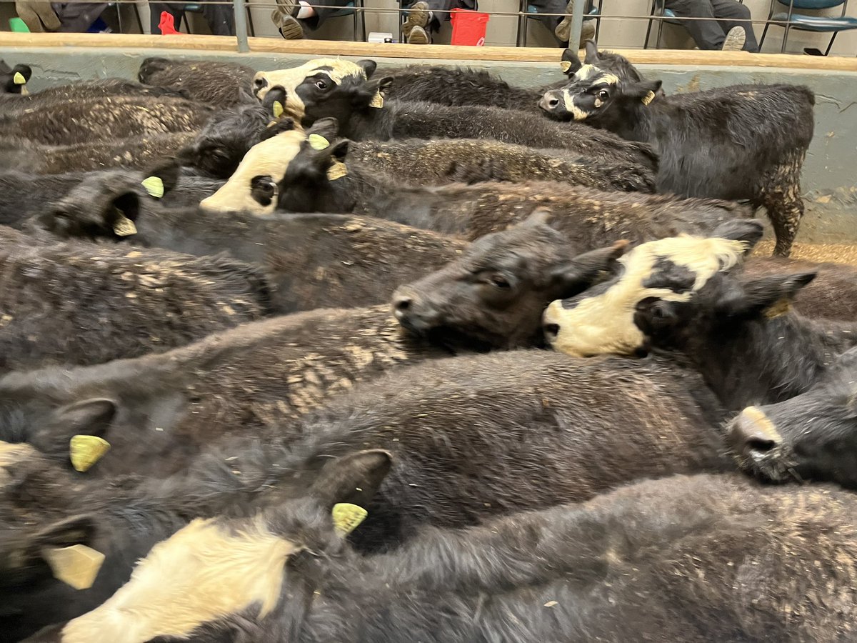 Carroll County Livestock Sales Barn Livestock