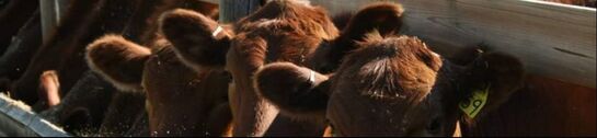 Central Livestock Association