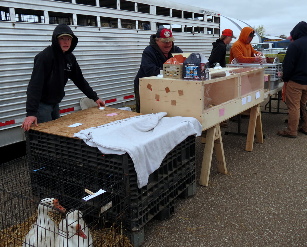 Northeastern Avicultural Society (NEAS) Swap & Auction