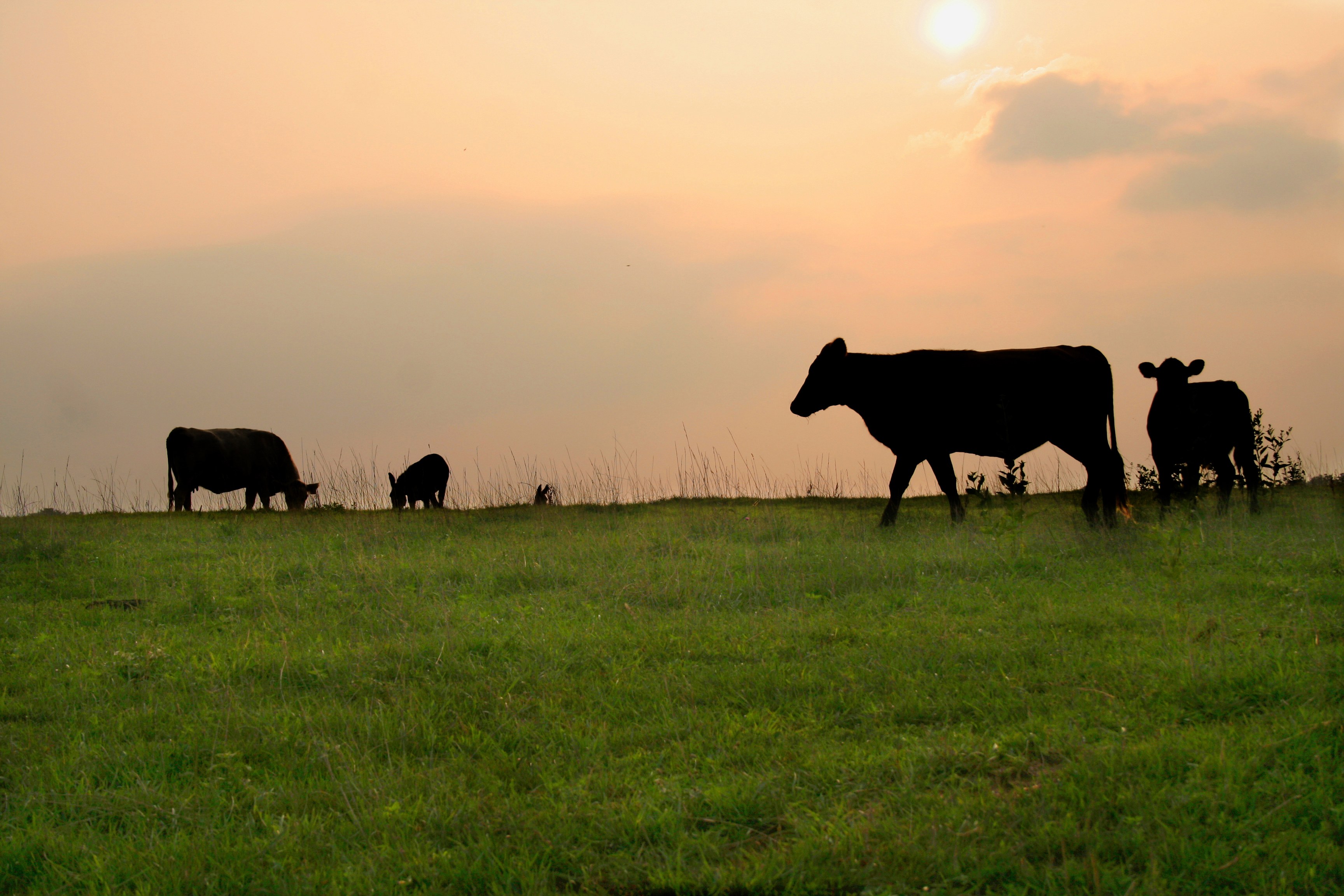 F&T Livestock Market