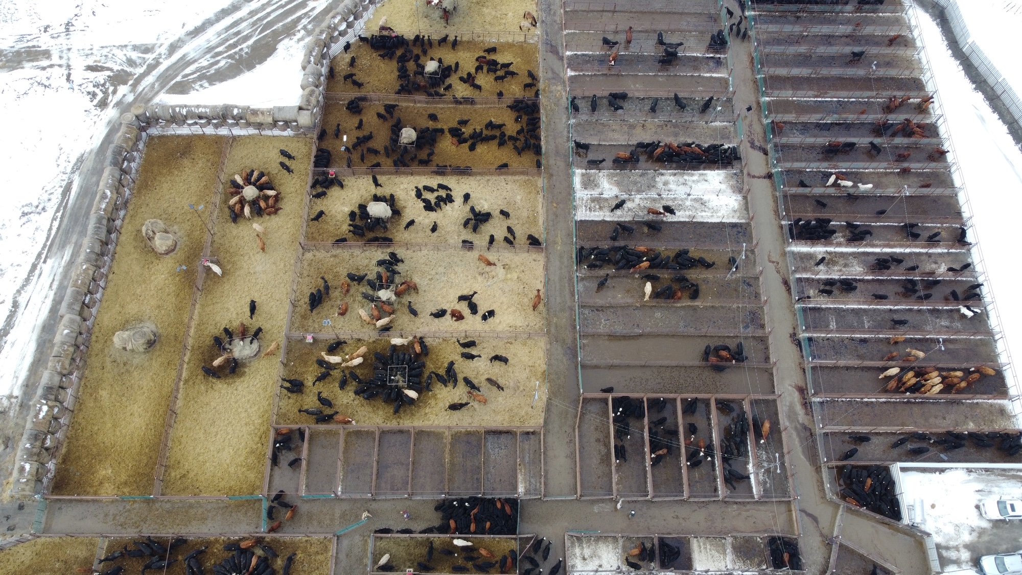 Lake Region Livestock Inc