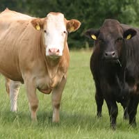Lake Cumberland Livestock Market — Somerset