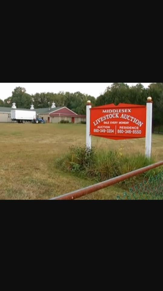 Middlesex Livestock Auction