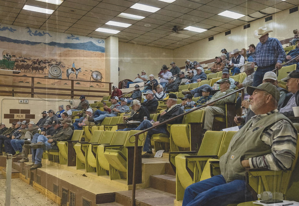 Mitchell Livestock Marketing