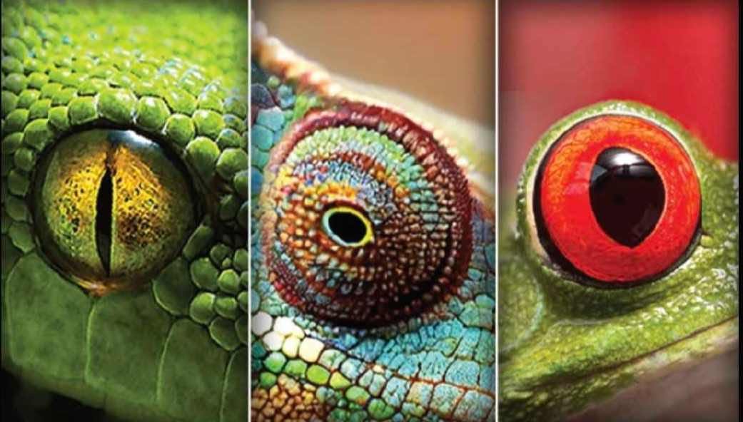 Wasatch Reptile Expo