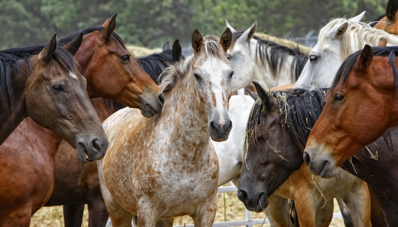 Hunt Livestock Exchange, LLC