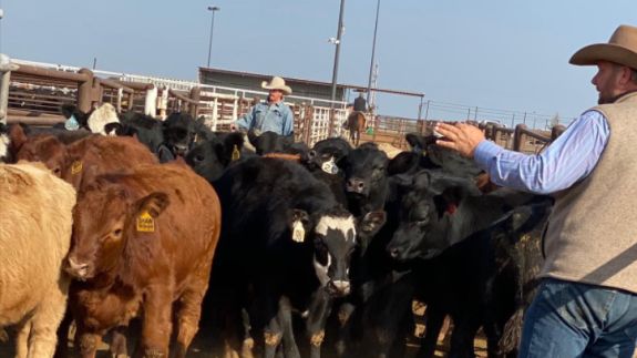 OKC West Livestock Market