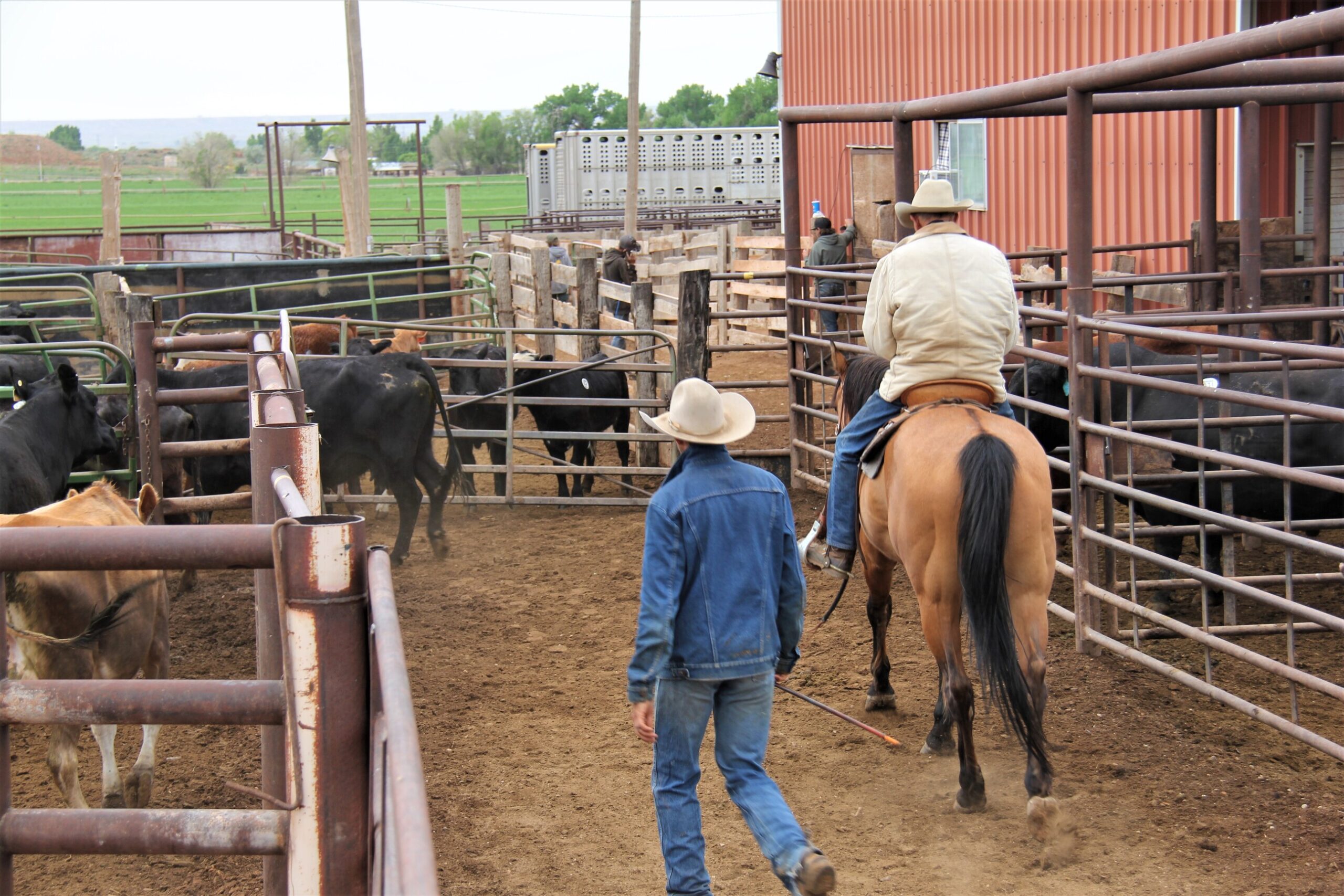 Basin Livestock Market
