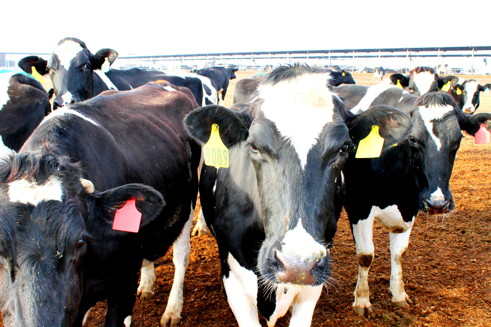 A&M Livestock Auction