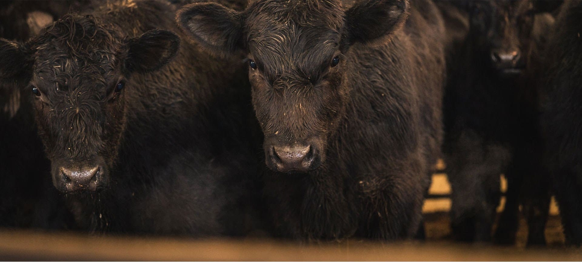 Kingsville Livestock Auction