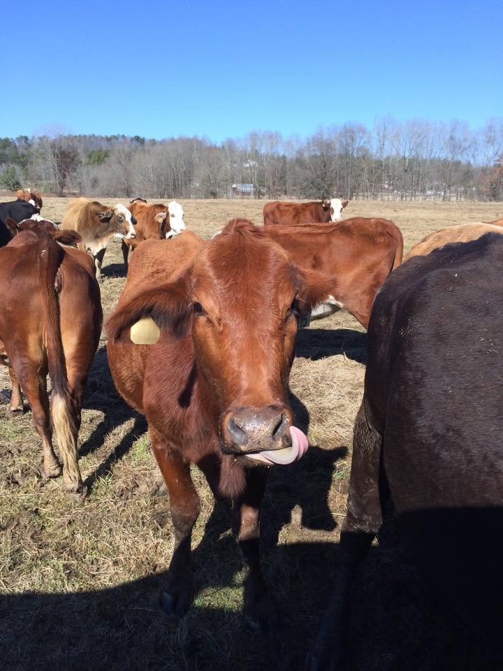Ashville Stockyard