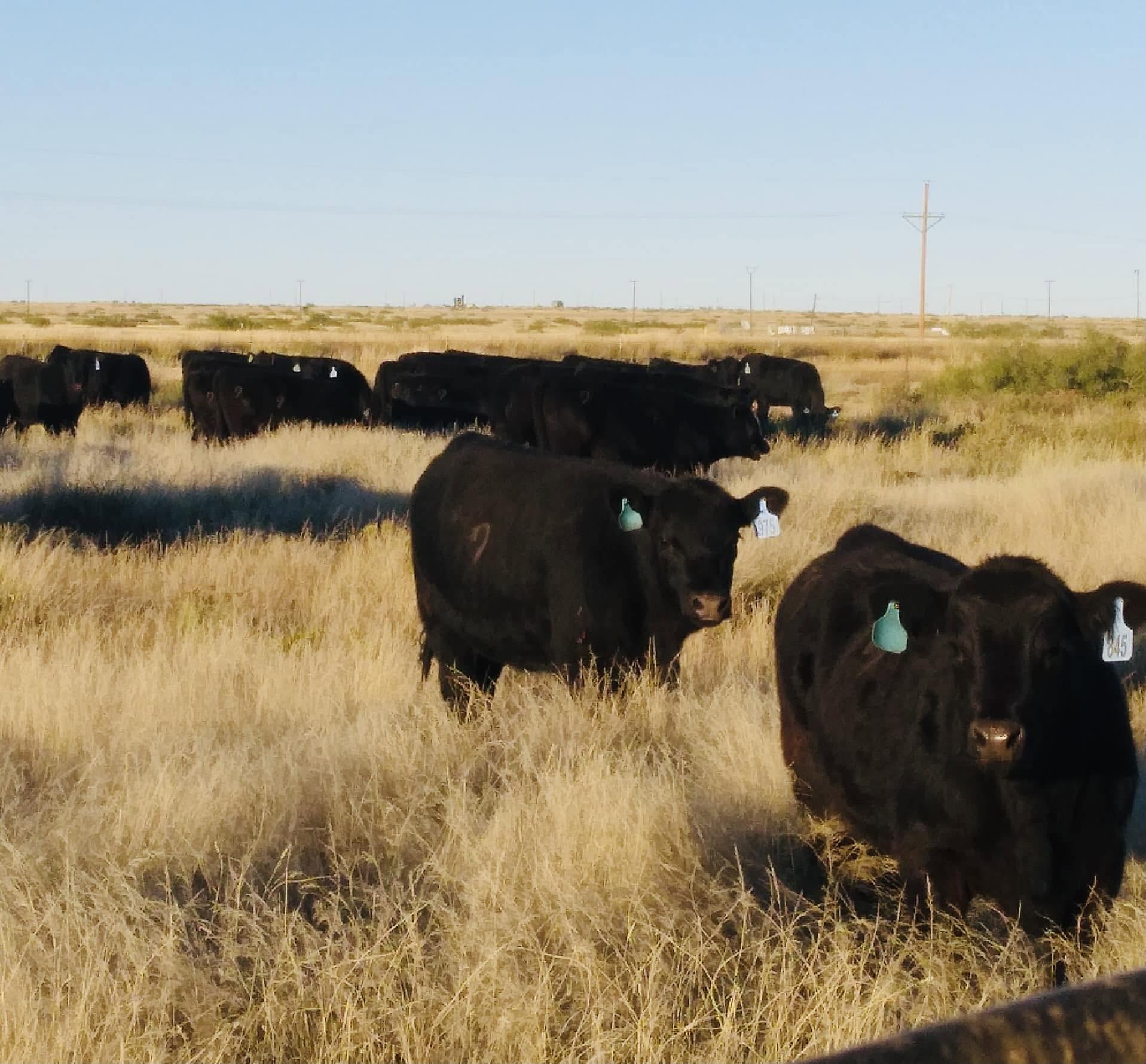 Dexter Livestock Commission