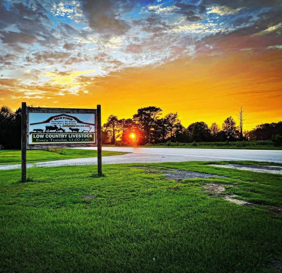 Low Country Livestock Exchange