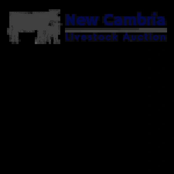 New Cambria Livestock Auction Livestock
