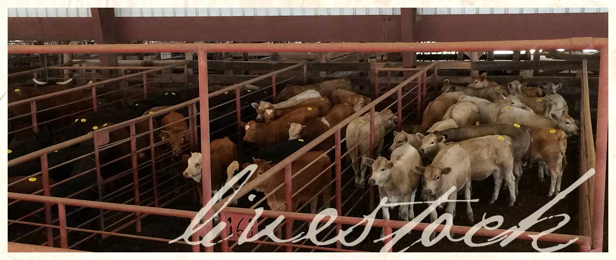 Emory Livestock Auction