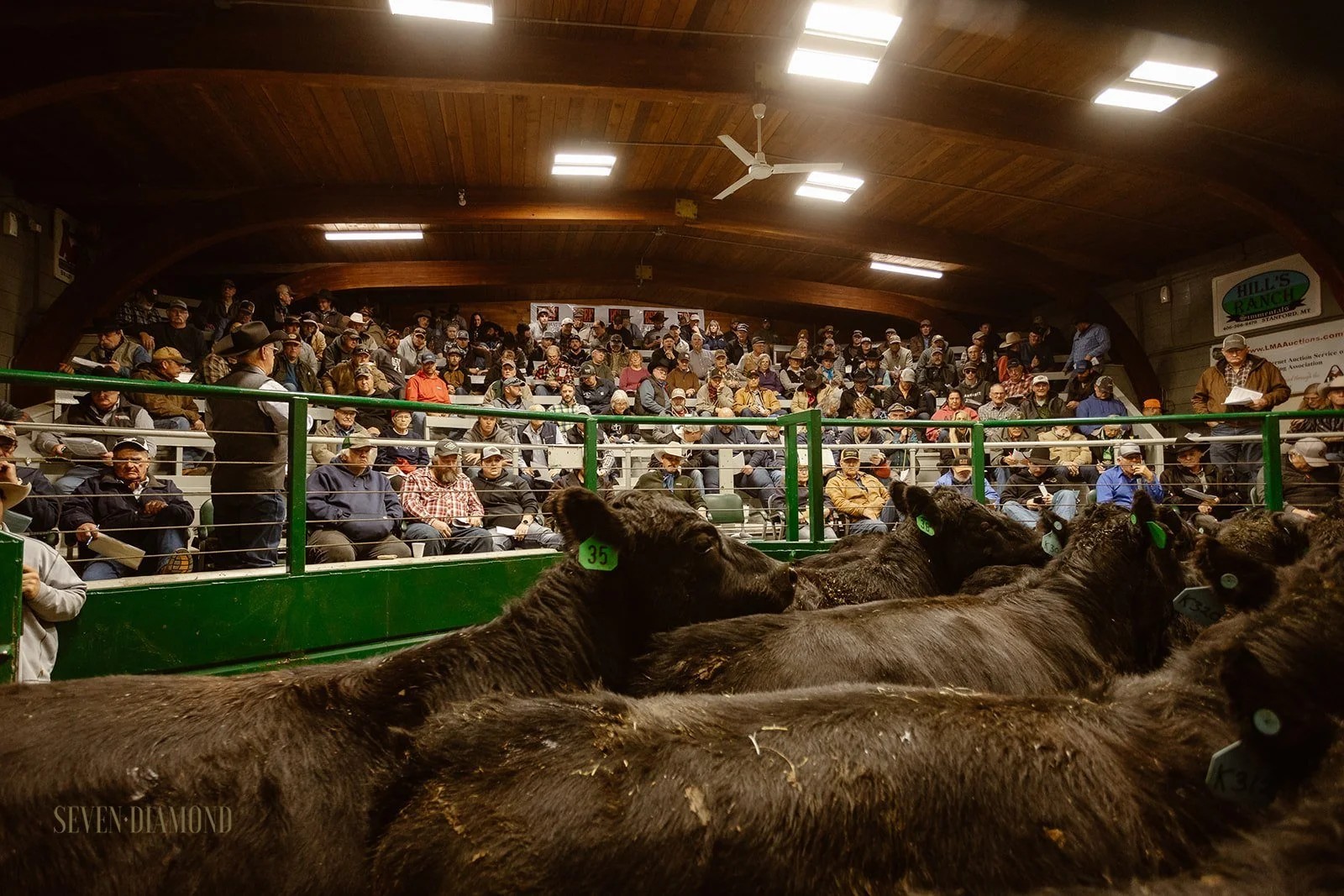 Lewistown Livestock Auction
