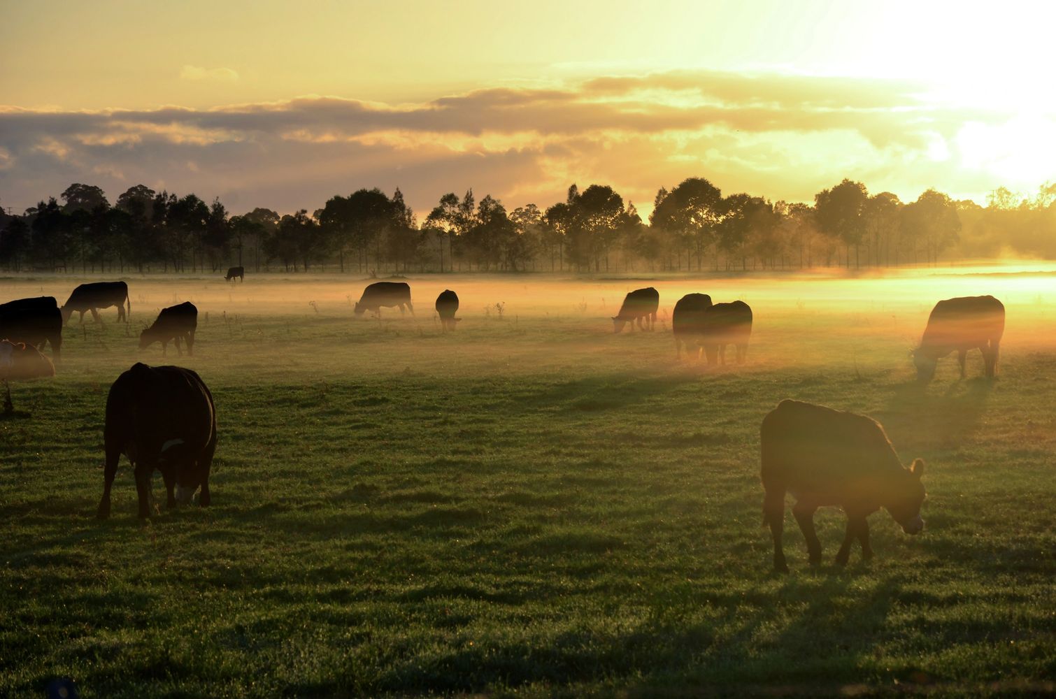 Lemmon Livestock