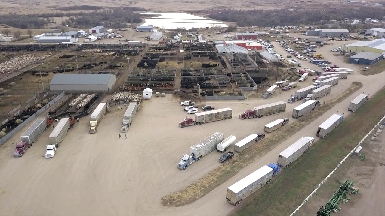 Philip Livestock Market
