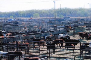 Cattlemen's Livestock Auction