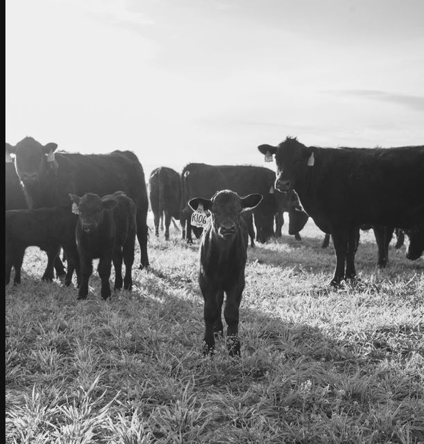 Shamrock Livestock Market