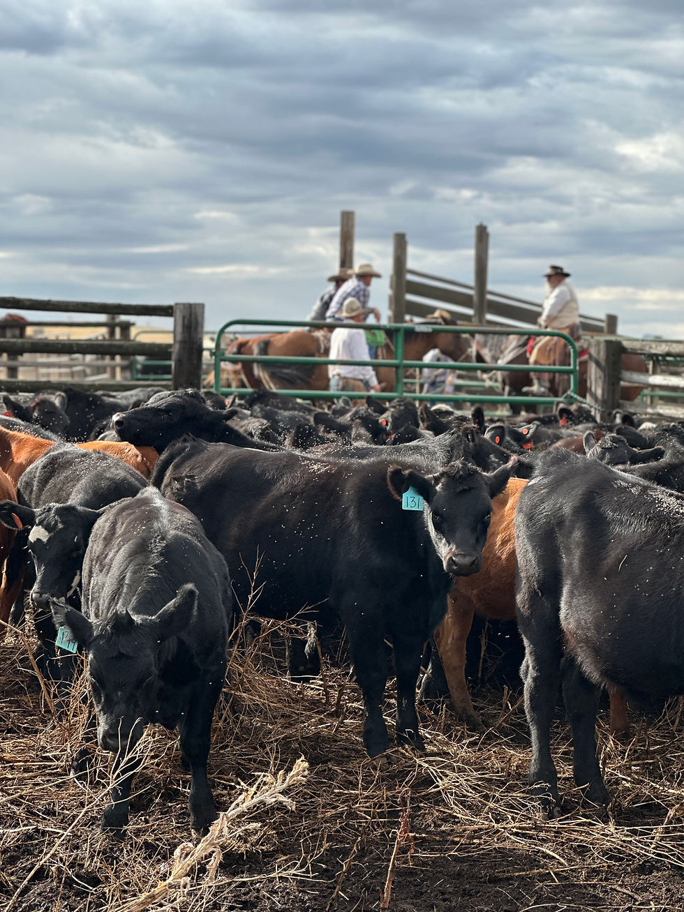 Western Livestock Exchange