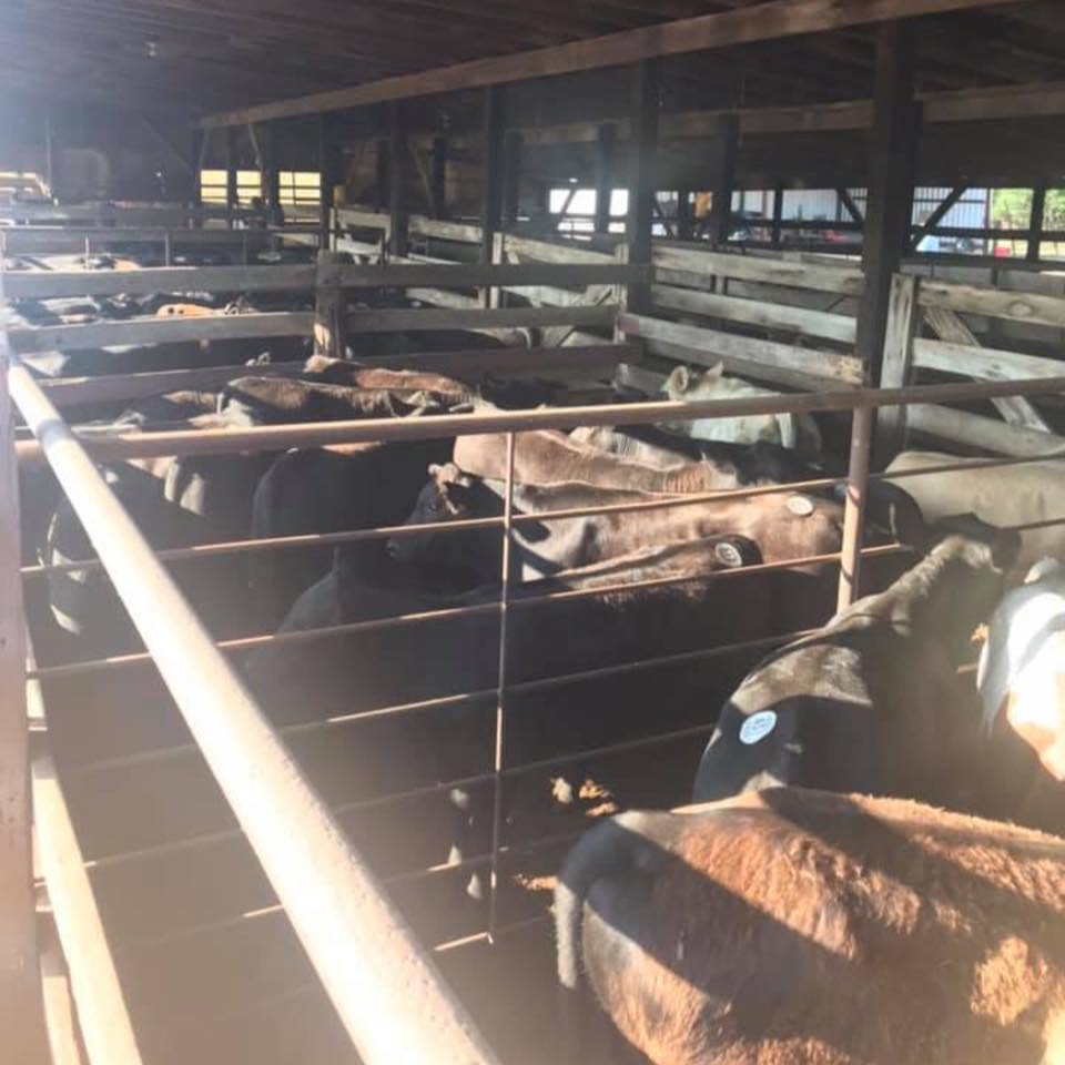 Lipscomb Brothers Livestock