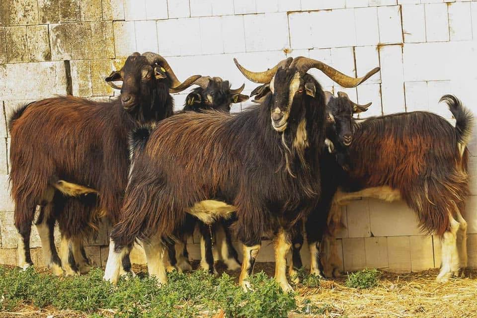 Central Alabama Goat & Poultry Auction