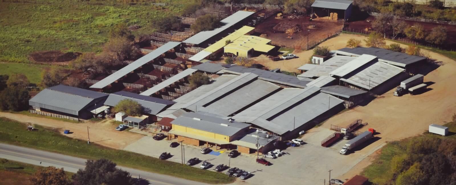 Gonzales Livestock Market Livestock