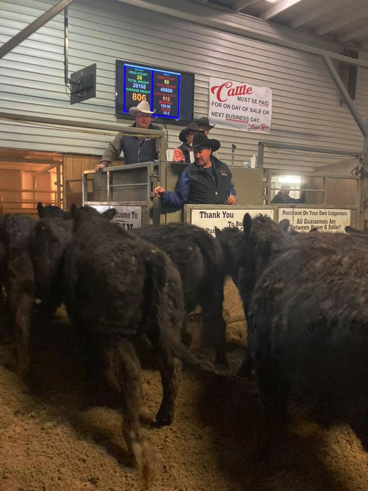 Elgin Livestock Sales