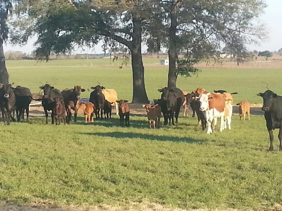 Ocala Stockyard