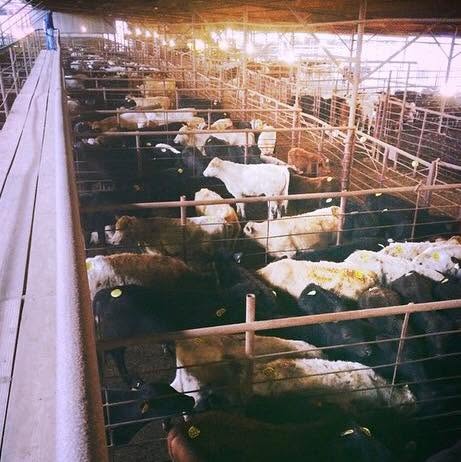Hope Livestock Auction