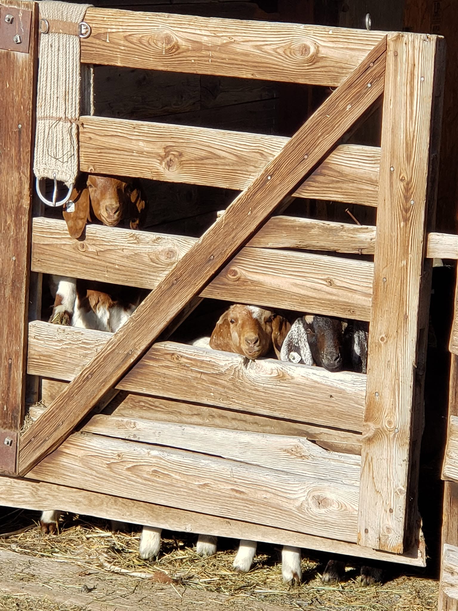 Klamath Livestock Auction