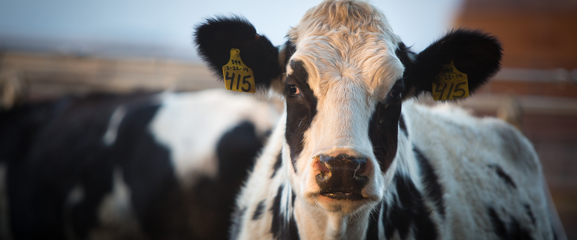 Empire Livestock — Central Bridge