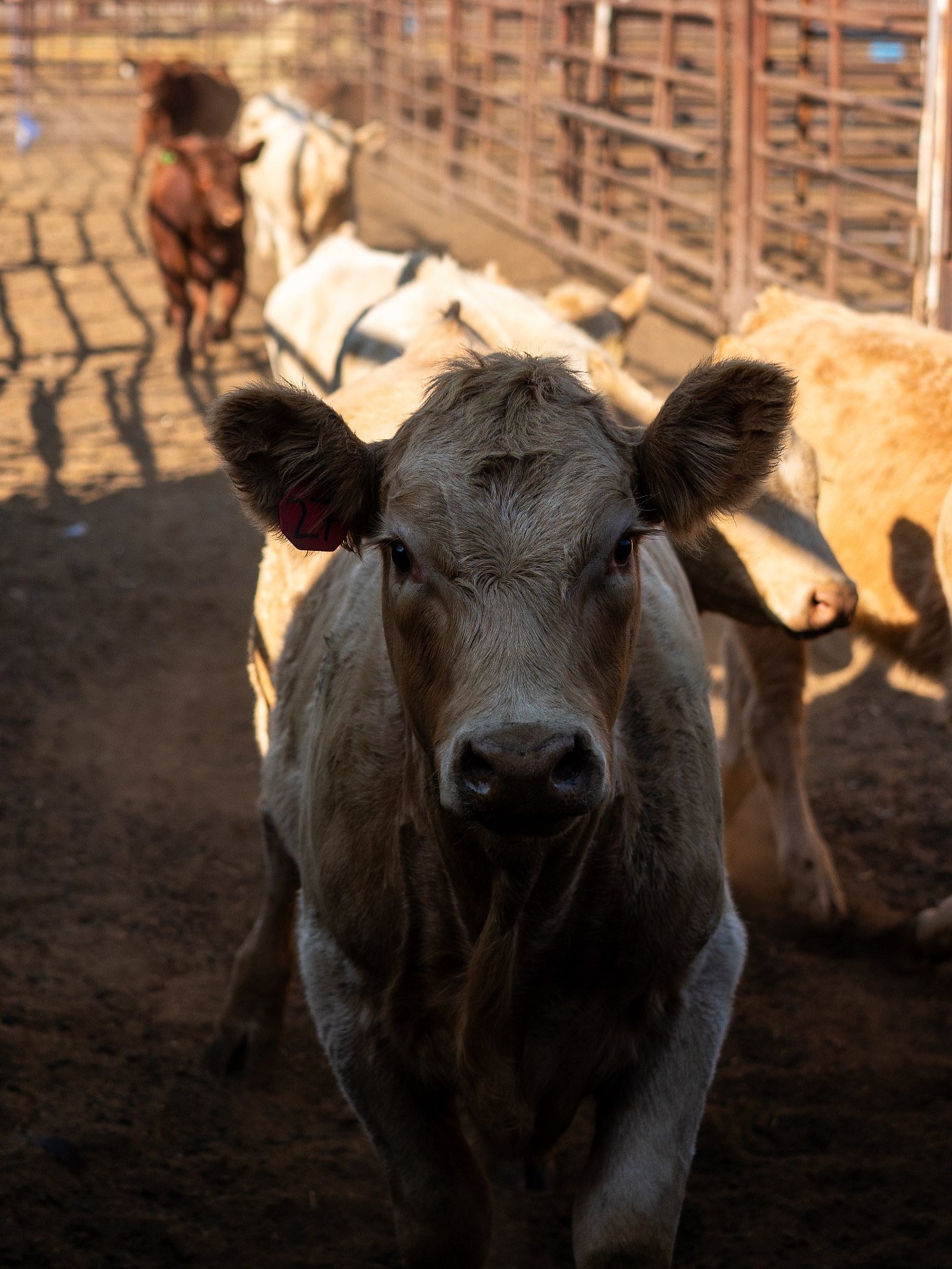 Central Washington Livestock