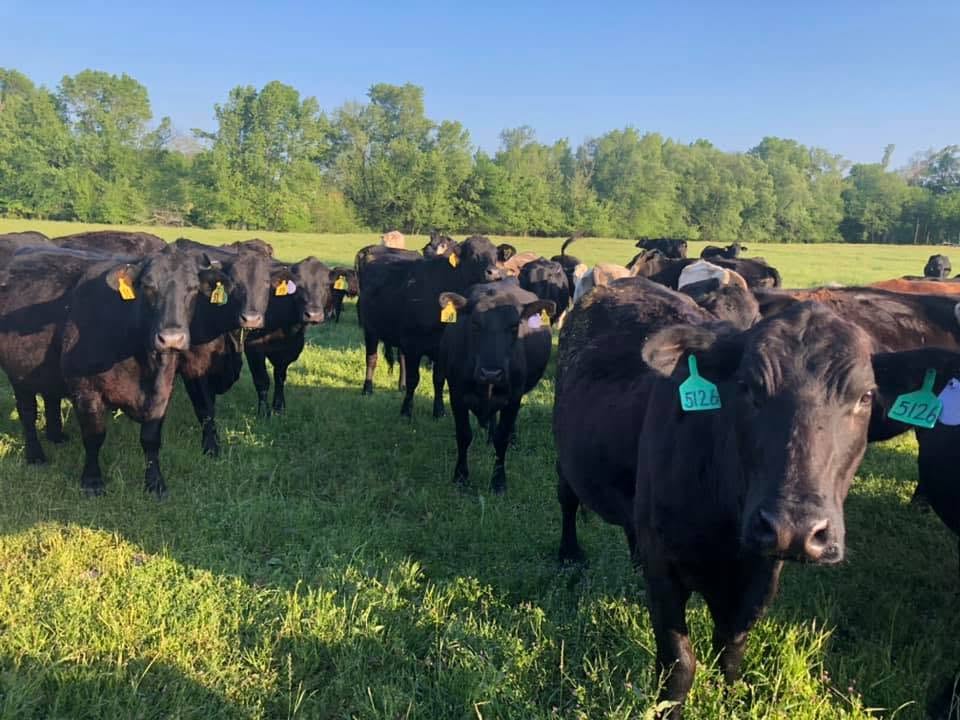 Winnsboro Livestock & Dairy Auction