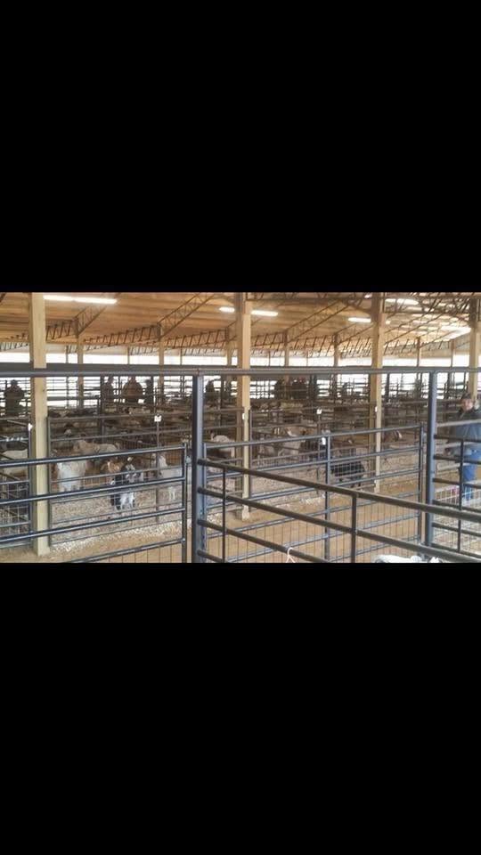 Y & R Livestock