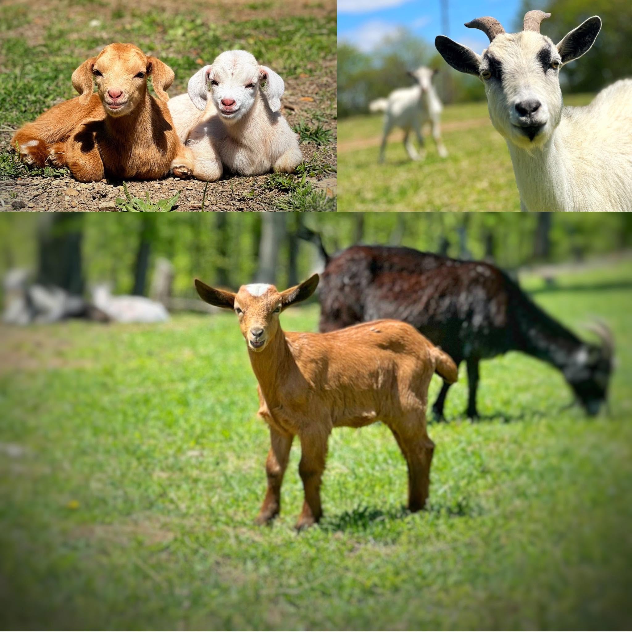 Double T Livestock Sales LLC