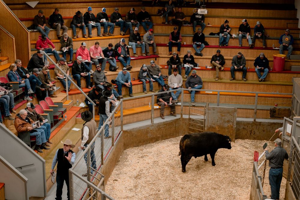 Bloomfield Livestock Auction