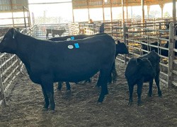 Interstate Regional Stockyards Livestock