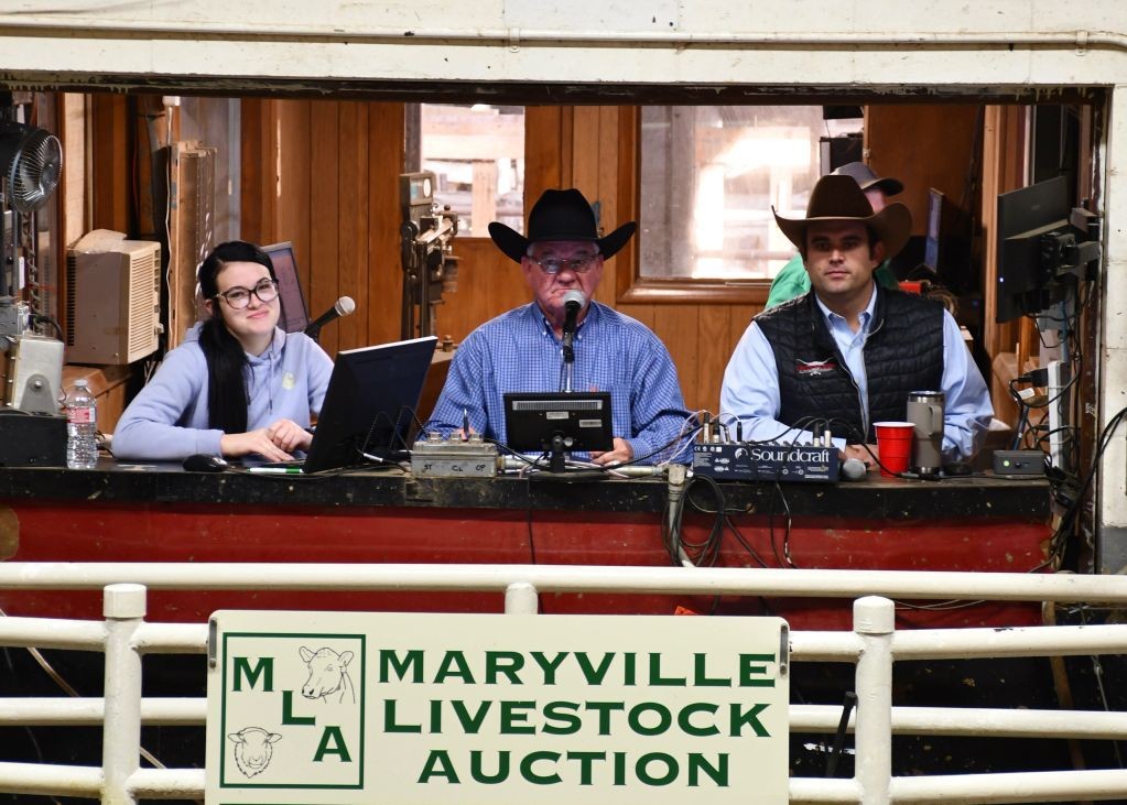 Maryville Livestock Auction Livestock