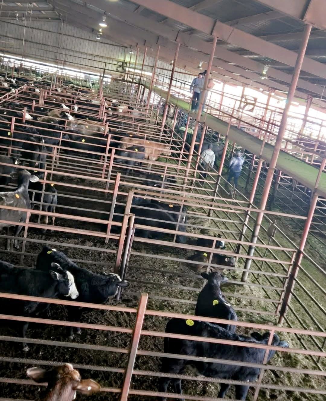 Valley Stockyard