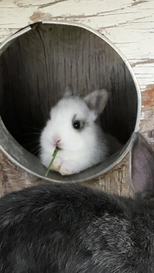 Ellis Small Animal Community