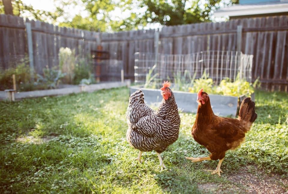 Tri County Chicken Auction