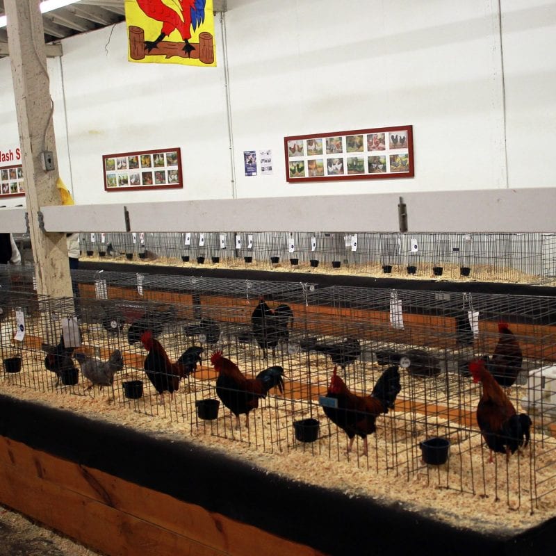 Essex Chapter FFA Poultry Auction