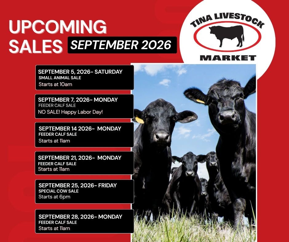 Tina Livestock Market LLC Livestock